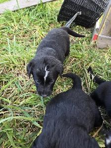 Australian Shepherd x Retriever Puppies - Agassiz - Photo 3