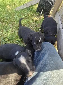 Australian Shepherd x Retriever Puppies - Agassiz - Photo 4