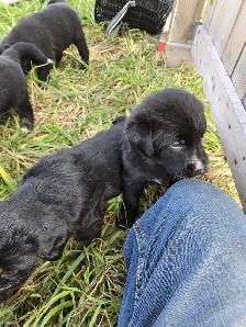 Australian Shepherd x Retriever Puppies - Agassiz - Photo 5