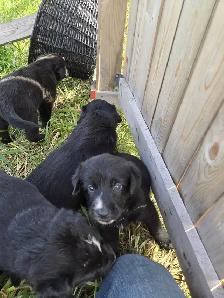 Australian Shepherd x Retriever Puppies - Agassiz - Photo 6