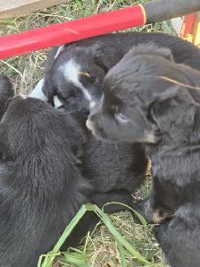 Australian Shepherd x Retriever Puppies - Agassiz - Photo 7
