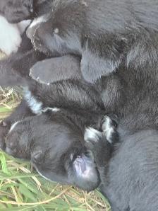 Australian Shepherd x Retriever Puppies - Agassiz - Photo 8