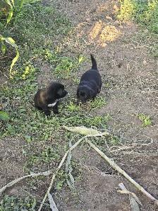 Australian Shepherd x Retriever Puppies - Agassiz - Photo 9