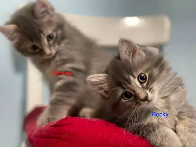 Gorgeous Fluffy Long-Haired Blue Tabby Brothers - Rocky & Smokey
