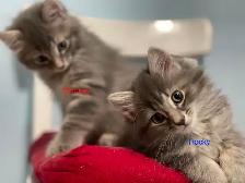 Gorgeous Fluffy Long-Haired Blue Tabby Brothers - Rocky & Smokey