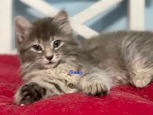 Gorgeous Fluffy Long-Haired Blue Tabby Brothers - Rocky & Smokey - Photo 2