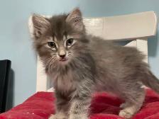 Gorgeous Fluffy Long-Haired Blue Tabby Brothers - Rocky & Smokey - Photo 3