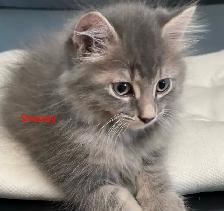 Gorgeous Fluffy Long-Haired Blue Tabby Brothers - Rocky & Smokey - Photo 4