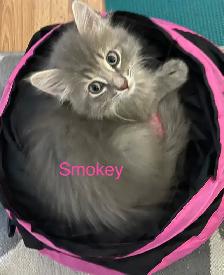Gorgeous Fluffy Long-Haired Blue Tabby Brothers - Rocky & Smokey - Photo 5