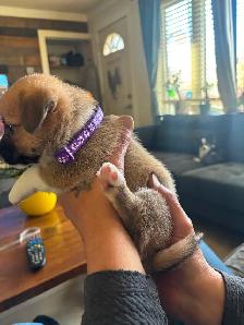 Corgis puppies