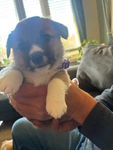 Corgis puppies - Photo 2
