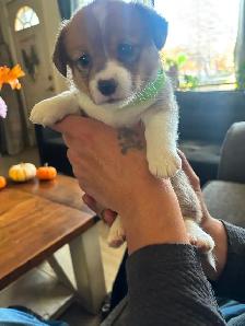 Corgis puppies - Photo 3