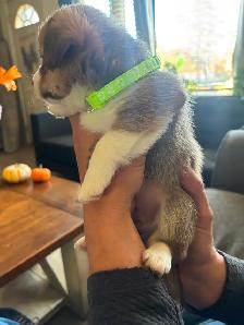 Corgis puppies - Photo 4