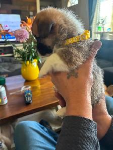 Corgis puppies - Photo 8