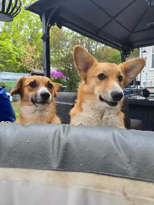 Corgis puppies - Photo 9