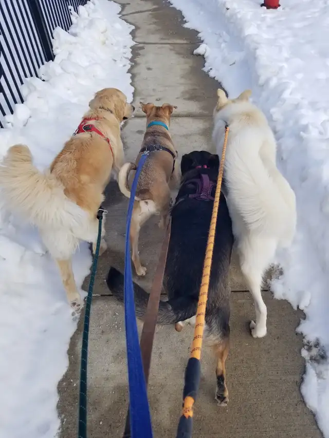 Now Hiring Dog Walker in the Thornhill & Vaughan Area