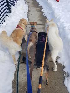 Now Hiring Dog Walker in the Thornhill & Vaughan Area