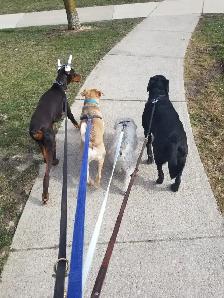Now Hiring Dog Walker in the Thornhill & Vaughan Area - Photo 2