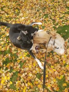 Now Hiring Dog Walker in the Thornhill & Vaughan Area - Photo 3