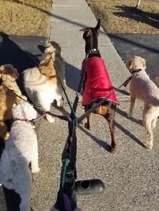 Now Hiring Dog Walker in the Thornhill & Vaughan Area - Photo 4