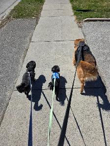 Now Hiring Dog Walker in the Thornhill & Vaughan Area - Photo 5