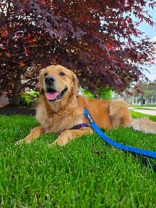 Now Hiring Dog Walker in the Thornhill & Vaughan Area - Photo 6