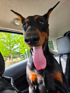Now Hiring Dog Walker in the Thornhill & Vaughan Area - Photo 7