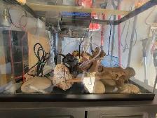 20 Gallon Aquarium For Sale - Photo 4