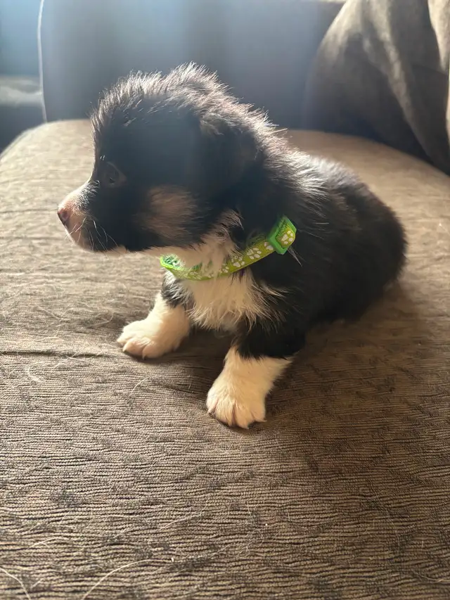 Corgis puppies