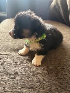 Corgis puppies