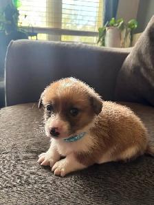 Corgis puppies - Photo 2