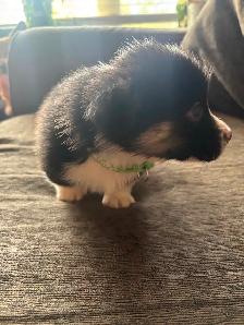 Corgis puppies - Photo 4