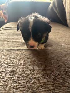 Corgis puppies - Photo 5