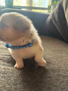 Corgis puppies - Photo 6