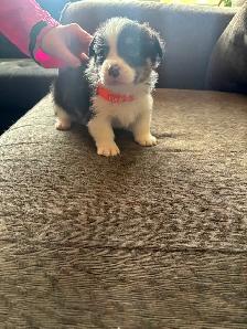 Corgis puppies - Photo 7