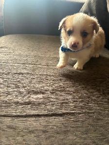 Corgis puppies - Photo 8