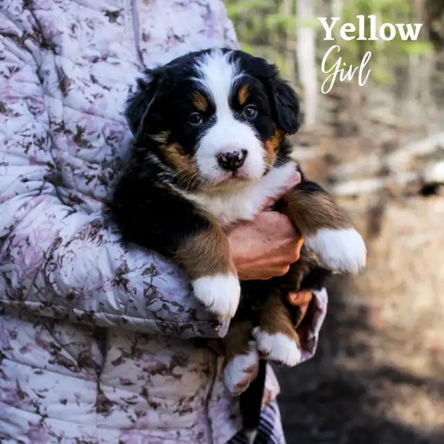 CKC Registred Purebred Bernese Mountain Dog puppies expected