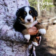 CKC Registred Purebred Bernese Mountain Dog puppies expected