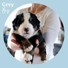 CKC Registred Purebred Bernese Mountain Dog puppies expected - Photo 2
