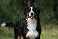 CKC Registred Purebred Bernese Mountain Dog puppies expected - Photo 3
