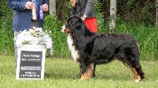 CKC Registred Purebred Bernese Mountain Dog puppies expected - Photo 4