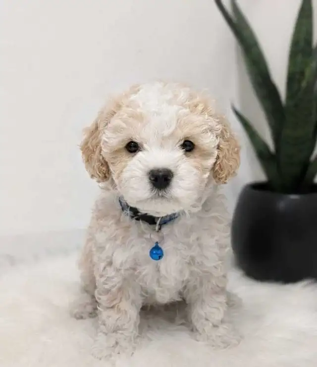 Shihpoo Puppies