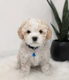 Shihpoo Puppies