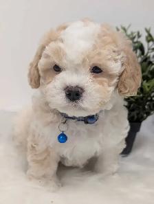 Shihpoo Puppies - Photo 2