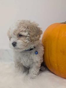 Shihpoo Puppies - Photo 3