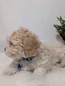 Shihpoo Puppies - Photo 4
