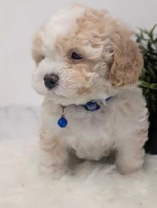 Shihpoo Puppies - Photo 5