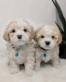 Shihpoo Puppies - Photo 6