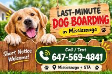 Last-Minute Dog Boarding Mississauga | Pet Sitter Available