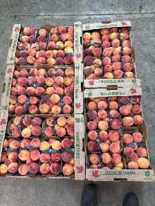 fruit farm labourer